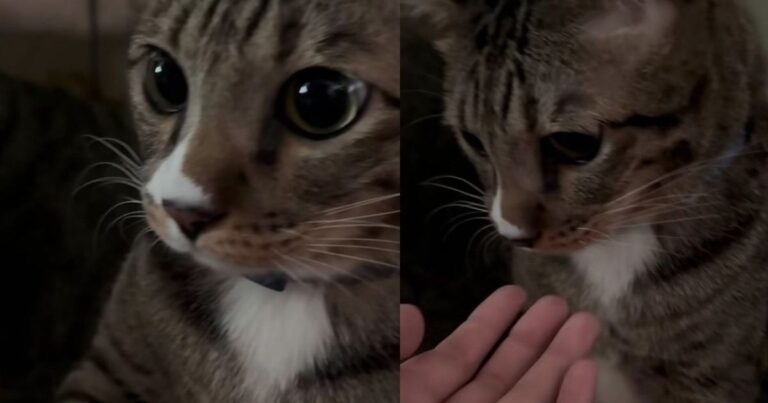 Cat Is Asked for a Paw & Silently Decides That’s Not Happening