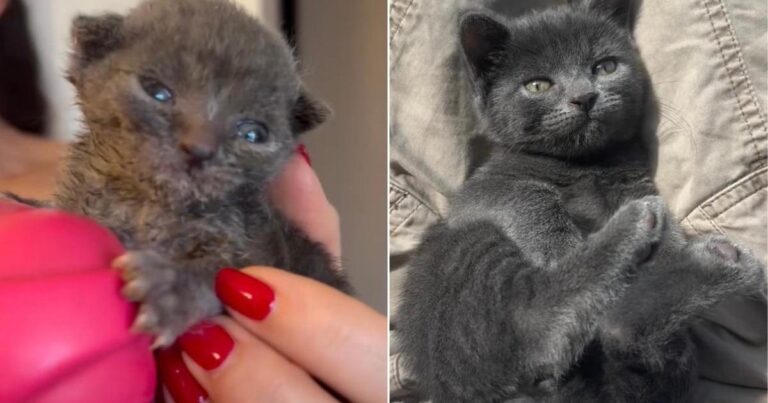 Video Captures a Kitten With Special Needs’ First 15 Weeks of Life
