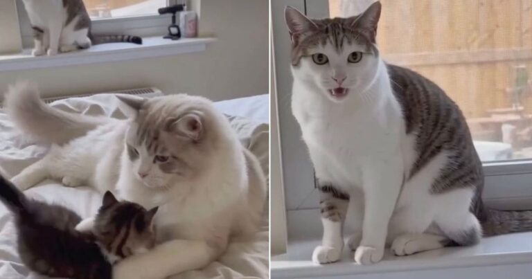 Dad Cat Snaps at Kitten & Mom Cat Isn’t Letting It Slide