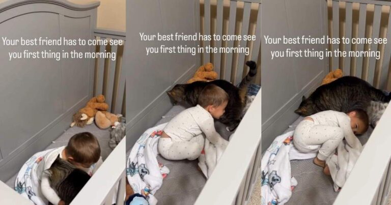 Cat Doesn’t Start His Morning Without Greeting Toddler & You Can Tell They’re Best Friends