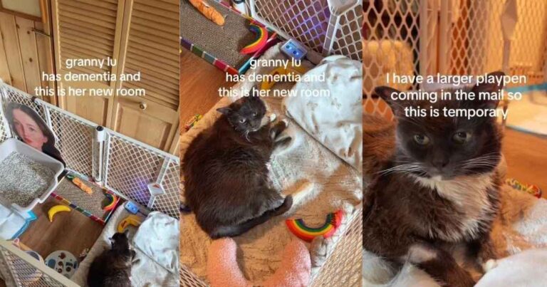 Cat With Dementia Gets the Sweetest Room Upgrade With Comfort at the Center