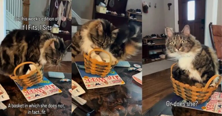 Cat Falls Out of a Tiny Basket & Tries Again Like That Was Always Part of the Plan