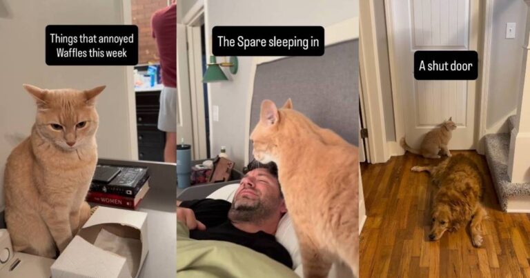 Cat Has Decided That if He’s Awake, the Spare Human Has Absolutely No Business Sleeping