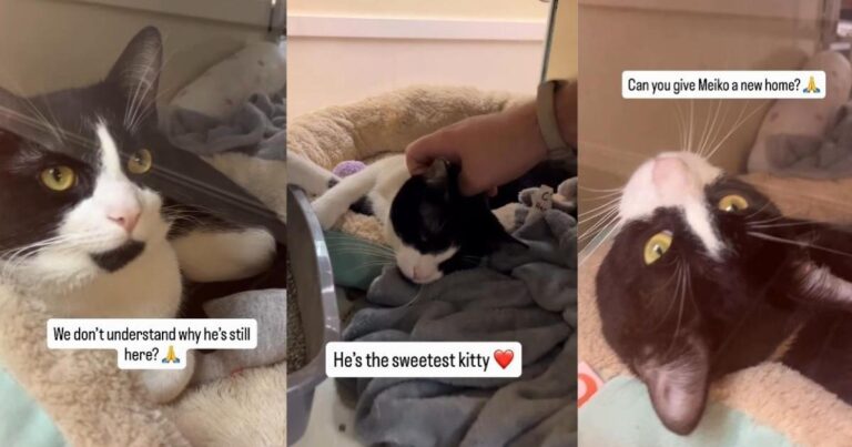 Shelter Cat Was Once Someone’s Gift, but Now He’s Left Waiting for a Miracle