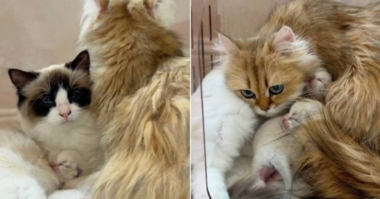 Human Sees Mama Cat Help Co-Parent Furry Sister’s Babies & Realizes Something Heartbreaking