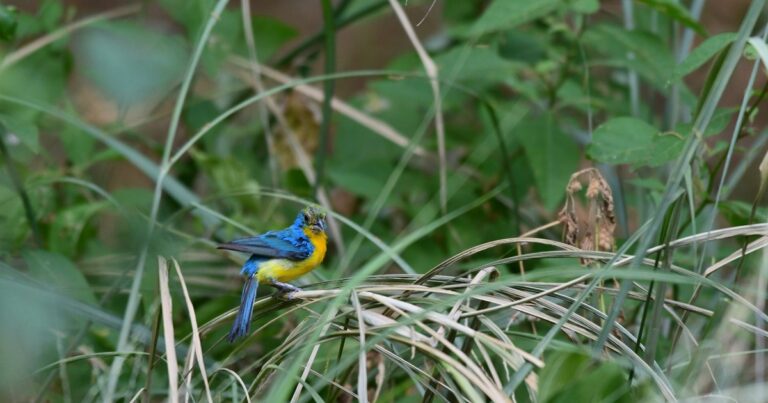 From the Mountains to the Coast: Communities Exchange Birdwatching Tourism Experiences in Oaxaca, Mexico