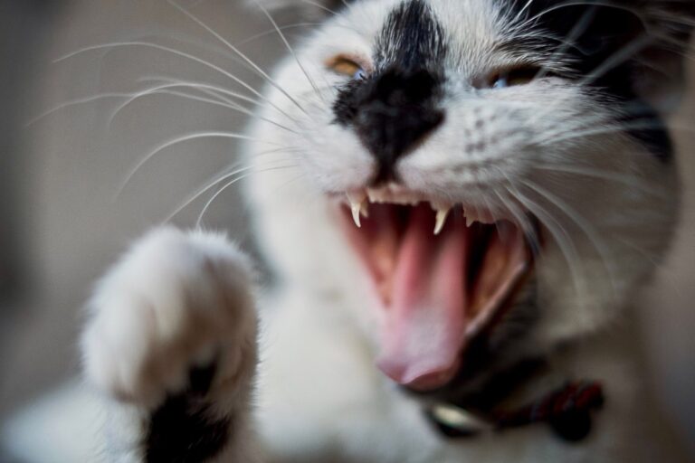 When Your Cat Attacks You Out of Nowhere, Here’s What It Really Means