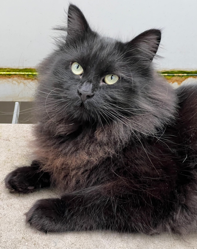 These Black Cat Jokes Are Pure Chaos (and Deserve a Laugh)