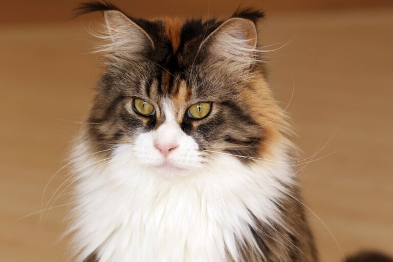 Meet the Cat That Doesn’t Meow Like the Others, Doesn’t Stay Small, and Doesn’t Mind Getting Her Paws Wet