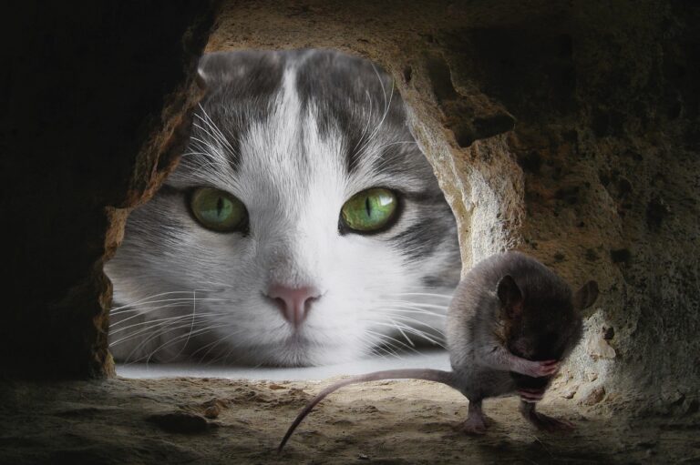You Have No Idea How Mischievous These Cat Breeds Actually Are