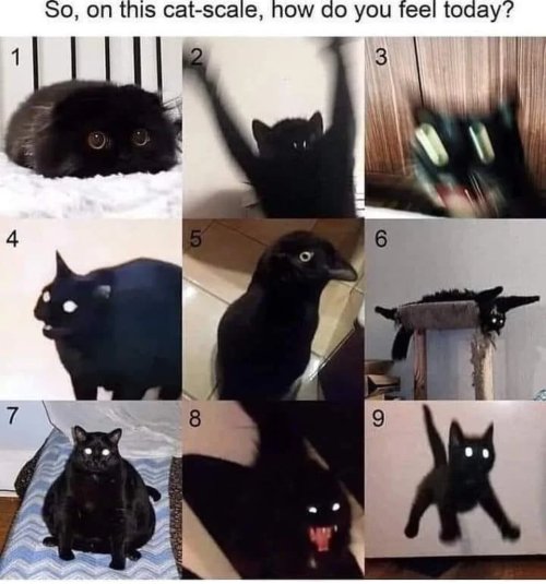 These Cursed Cat Memes Are Deeply Unsettling (and We Can’t Look Away)