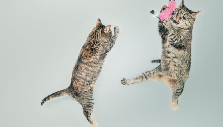 Warning: These 99 Cat Puns Are Almost Too Punny to Handle