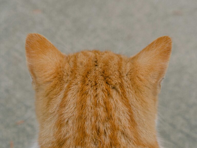 5 Signs Your Cat Couldn’t Care Less About Anything You Say