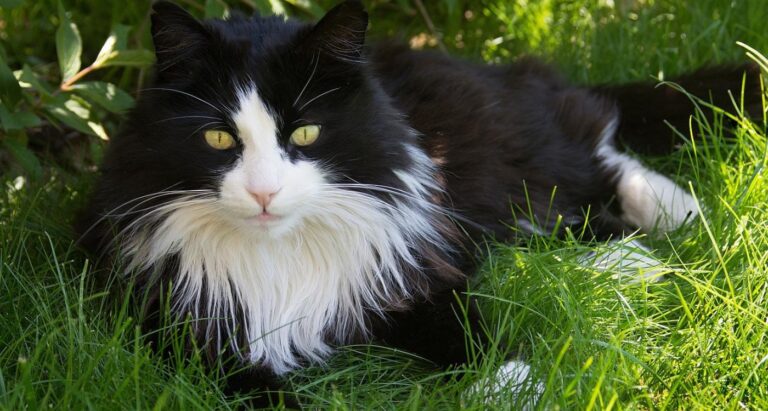 Meet the Most Striking Black and White Cat Breeds You Can Actually Own