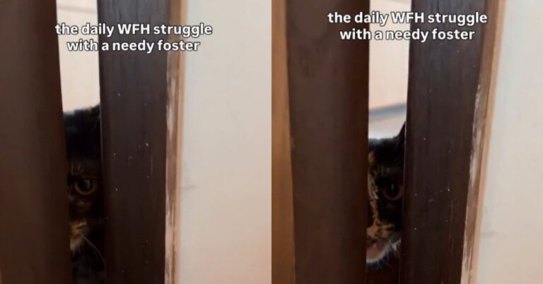 Foster Cat Makes a Strong Case That Working From Home Is Really Just Cat-Sitting All Day