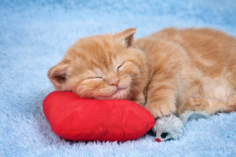 Why Does Your Cat Sleep So Much? Here’s What It Really Means