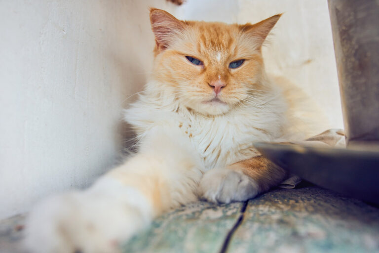 10 Cat Breeds That Will Never Leave You Alone — Literally