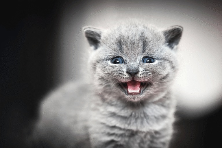 Your Cat’s Nighttime Meowing Might Be Trying to Tell You Something