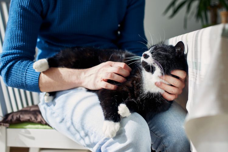These Are the Bonding Habits Cat Owners Swear By — Are You Doing Any?