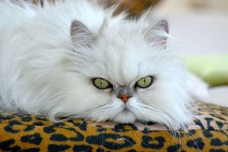 10 Signals Most Cat Owners Completely Miss — Is Yours Trying to Tell You Something?