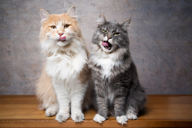 Meet the Cat That Doesn’t Do Small, Doesn’t Do Shy, and Doesn’t Do Ordinary