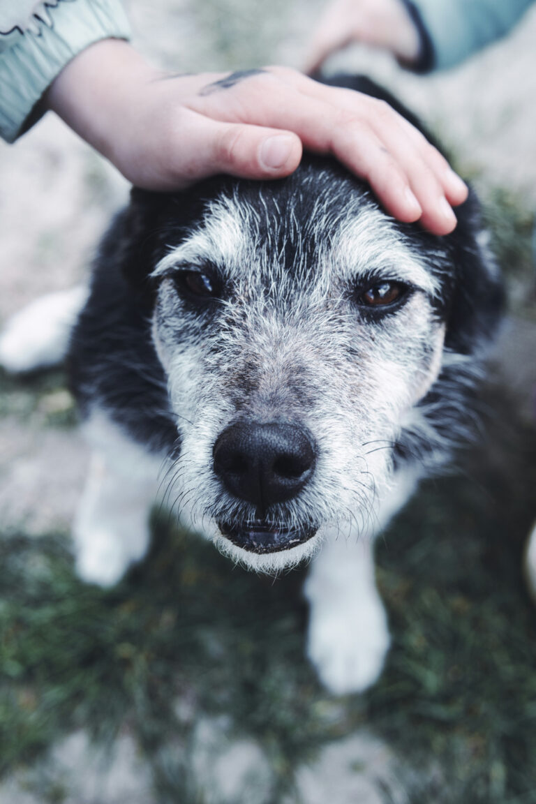 Why Senior Pet Grooming Is Transforming the Industry