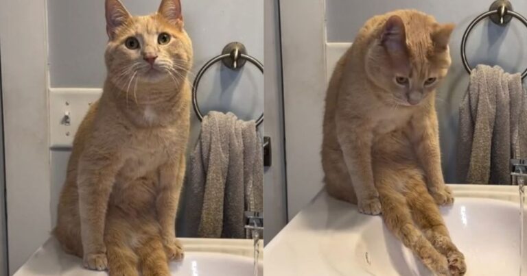 Paralyzed Rescue Cat Waits for His Foot Bath — One Small Gentle Ritual Holds So Much Love