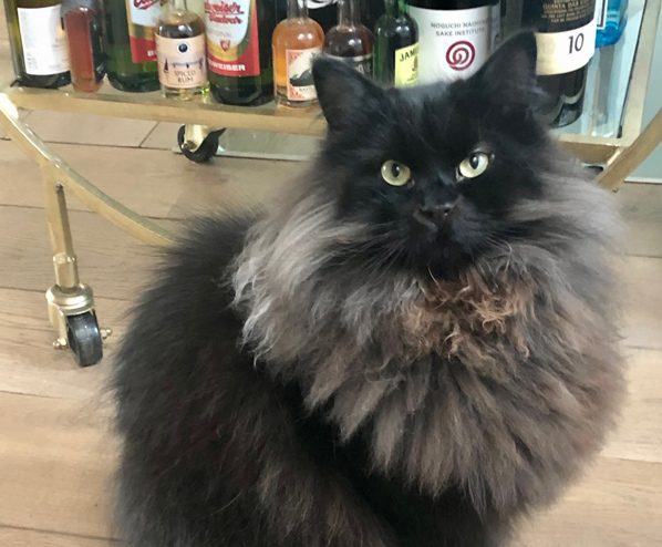 You Have No Idea How Many Cat Breeds Are Actually Solid Black