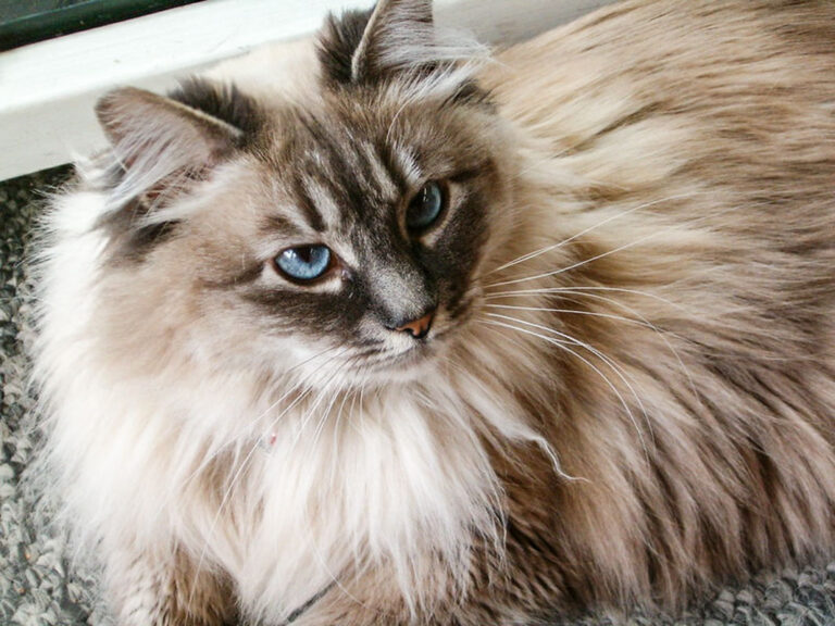 Meet the Cat That Doesn’t Do Small, Doesn’t Do Aloof, and Doesn’t Do Fast
