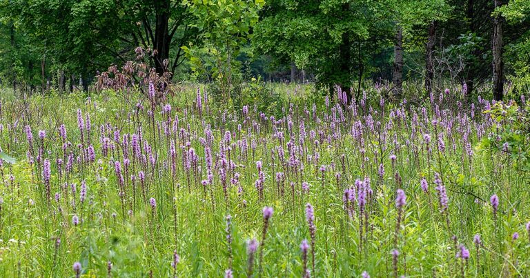 Saving Sibley Prairie: Michigan’s Rare Lakeplain Prairie