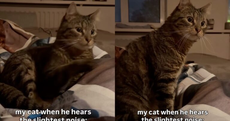 Cat Was Supposed To Make Owner Feel Safer Living Alone but He’s the Bigger Scaredy-Cat