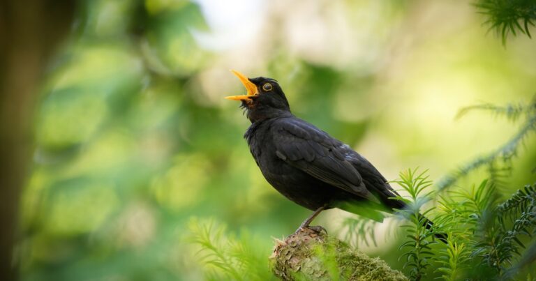 Which Birdsong Is the Most Beautiful? Here’s What Scientists Found
