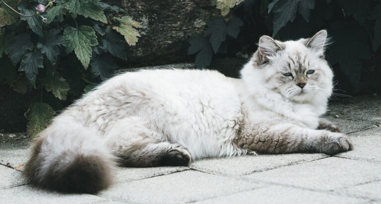 Cat Facts That Sound Fake but Are Completely True
