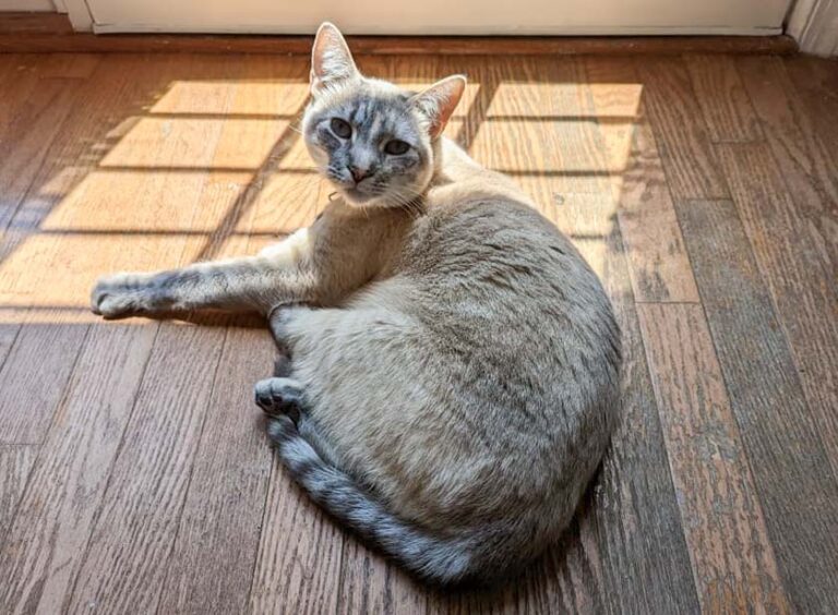 Meet the Cat That Doesn’t Stop Talking, Doesn’t Blend In, and Doesn’t Let You Leave the Room