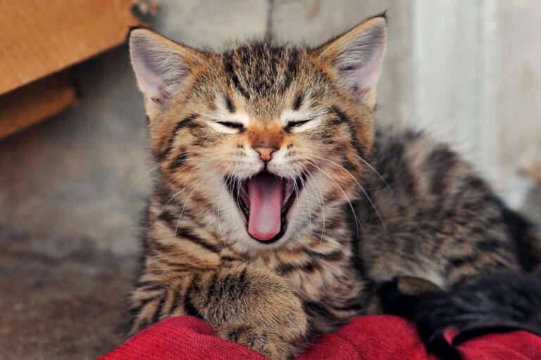 The Funniest Cat Quotes Ever Said — And Who Said Them