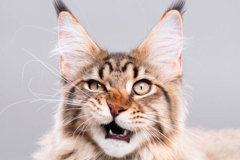 You Have No Idea How Many Colors Maine Coon Cats Actually Come In