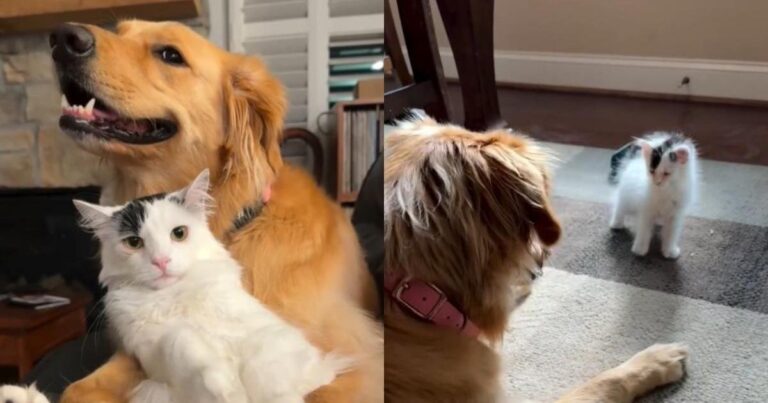 Tiny Kitten & Golden Retriever Were Strangers Once, Then Their Story Took an Unexpected Turn