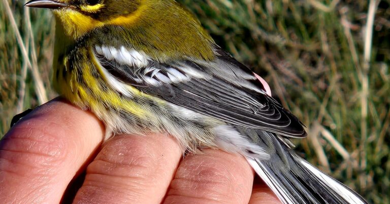 So Many Birds, So Little Time (or Bands)