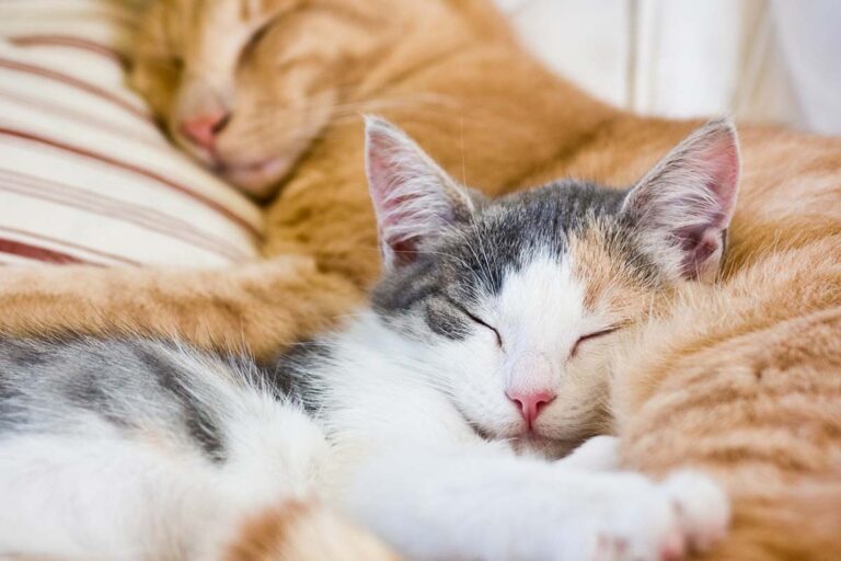 The Real Reason Cats Sleep So Much More Than You’d Think