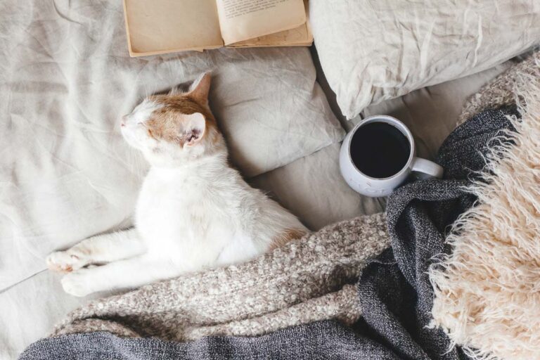 The Surprising Truth About Whether Cats Really Dream