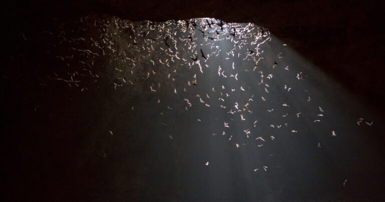 How Bats Evolved Flight and Conquered the Night Skies
