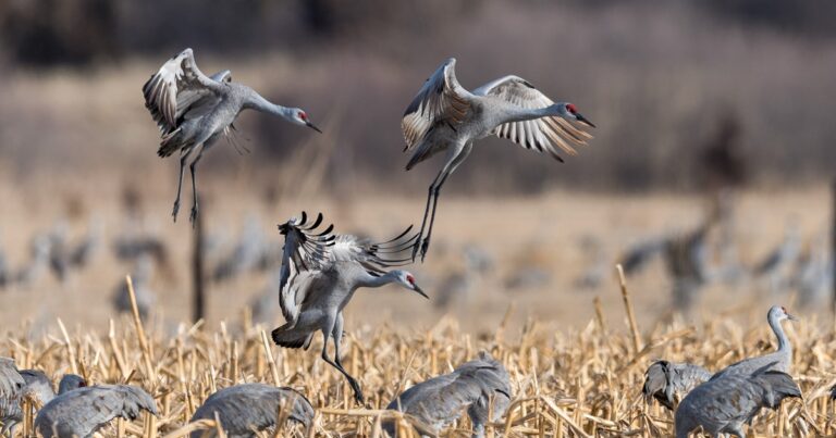 Congress Still Has Time to Deliver Conservation Wins