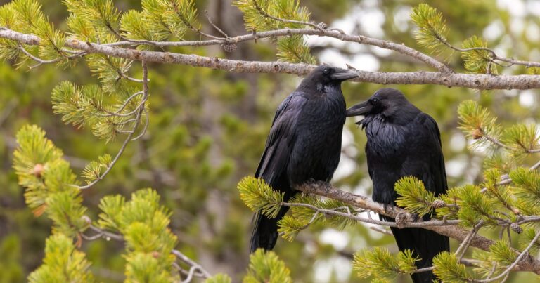 Correspondence From a Bird | Audubon