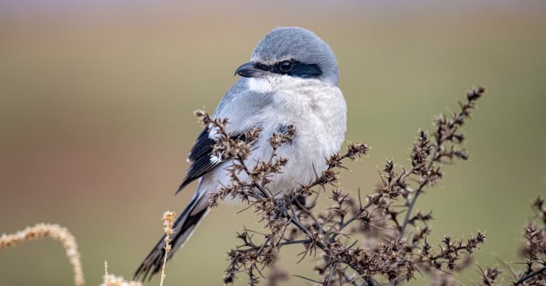 10 Fun Facts About the Northern Shrike