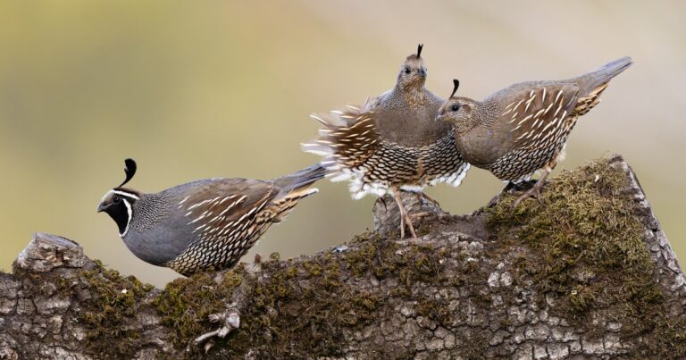 2026 California Policy Roundup | Audubon