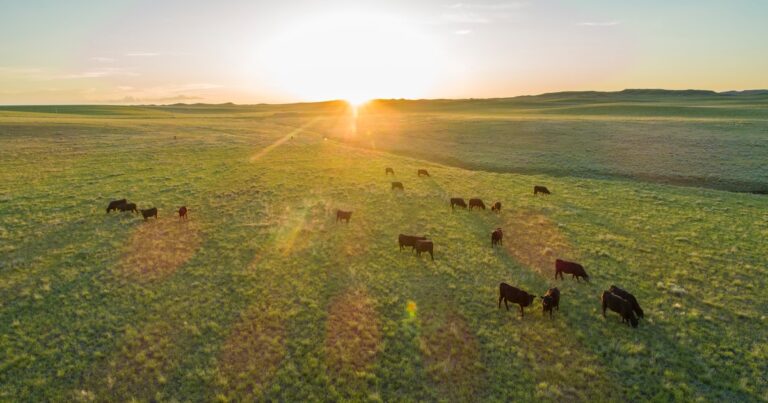 Managing Grasslands for Birds, Carbon, and Communities