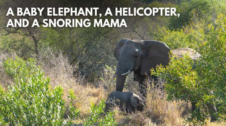 A Little Elephant I’ll Never Forget – Dr. Dobias International