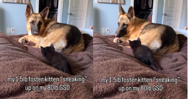 Foster Kitten Creeps Toward a Much Bigger Dog, Like Size Has Nothing to Do With Confidence
