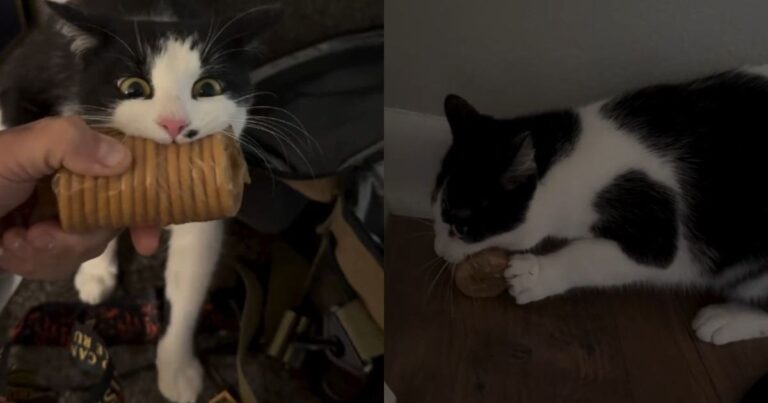 Cat’s Cracker Obsession Is So Strong, It Takes Two Paws to Secure the Goods