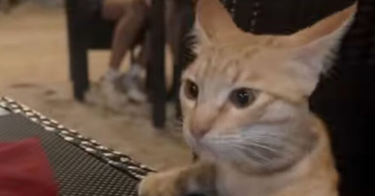 Cat Joins a Woman at Dinner — Her Unexpected Little Date Has No Plans to Pick Up the Bill